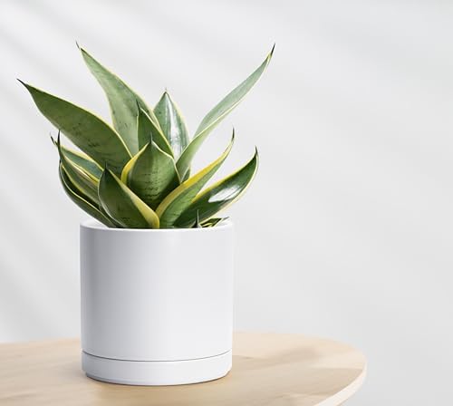 D'vine Dev 8.2 Inch Ceramic Planter Pot, White, 94-O-D-1 - Image 5