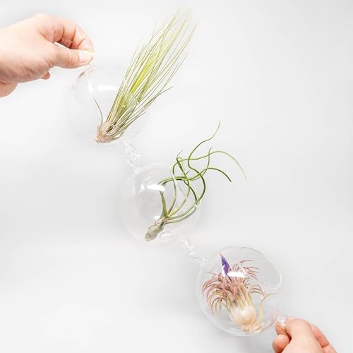 Air Plant Shop Double Hooks Terrariums with Tillandsia Juncea, Bulbosa, & Ionantha Air Plants- Wholesale and Bulk - Succulents - Live Tillandsia - Easy Care Indoor and Outdoor House Plants (Pack of 3) - Image 2