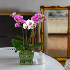 W&W Orchid Pot with Holes and Saucer for Repotting, Seagreen, 5.5" - Image 7