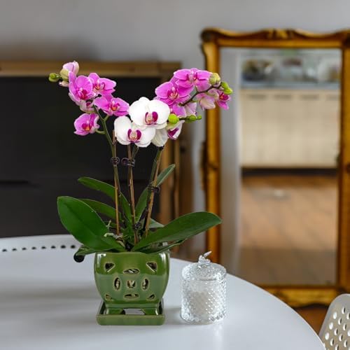 W&W Orchid Pot with Holes and Saucer for Repotting, Seagreen, 5.5" - Image 7