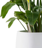 Kante Large Round Bowl White Concrete Planter 20" Dia, Outdoor - Image 2