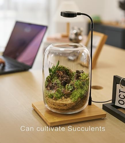 LuckyRunes Premium Terrarium Kit with Live Moss, 24-Piece Glass Set - Image 5