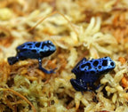 Premium New Zealand Sphagnum Moss, 500g (40L When Hydrated) Classic AA Grade (100mm, 4" Strands) - Harvested in New Zealand's South Island, Dried and Long for Potted Plants, Orchids, Reptiles - Image 6