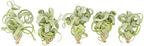 Air Plant Shop 5 Pack Tillandsia Curly Slim (T. Intermedia x T. Streptophylla) Air Plant - Succulents - Live Tillandsia - Easy Care Indoor and Outdoor House Plants by TheAirPlantShop