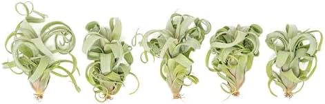 Air Plant Shop 5 Pack Tillandsia Curly Slim (T. Intermedia x T. Streptophylla) Air Plant - Succulents - Live Tillandsia - Easy Care Indoor and Outdoor House Plants by TheAirPlantShop