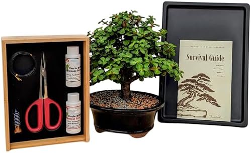 Mini Jade Live Bonsai Tree Set –Dwarf Succulent in a Glazed Pot, Bonsai Starter Kit with Fertilizer, Figurine & Tools, Japanese Humidity Tray with River Rocks by Tinyroots