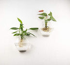 Kingbuy Hexagon Wall Planter Set - 3 Pack Glass Propagation Terrarium Vases with Hanging Mounts for Indoor Plants, Air Plants & Hydroponic Stations Home Office Decor, Plant Lover Gifts (Large) - Image 4