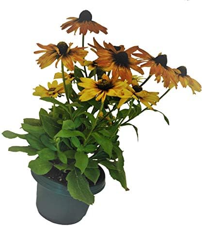 Set of 6 HG with Saucer Qty 2 7 inch, Qty 2 9 inch, Qty 2 11 inch Copy - Image 3