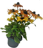 Set of 6 HG with Saucer Qty 2 7 inch, Qty 2 9 inch, Qty 2 11 inch Copy - Image 3