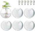 Wall Mount Plant Propagation Station - Clear Hydroponic Glass Vase, Oblate Planter for Indoor Plants | Perfect for Home, Office, Bathroom Decor | Gift for Plant Lovers (6) by wangsdjy