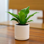 D'vine Dev Set of 4 Small Ceramic Plant Pots, 3.5 Inch Succulent Planter Pot for Plants with Drainage Hole and Saucer, Oatmeal, 94-X-A-8 - Image 6
