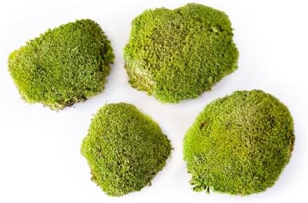 SuperMoss (21891) Topa Moss Preserved | Eco-Friendly Home & Wall Décor for Terrariums, Wedding Tables, Indoor Planters & More, 1564 cu in, Fresh Green - Image 4