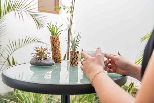 Air Plant Shop 5 Pack 3 Inch Cholla Cactus Holders with Assorted Air Plants- Wholesale and Bulk - Succulents - Live Tillandsia - Easy Care Indoor and Outdoor House Plants - Image 6