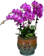 W&W Orchid Pot with Holes and Saucer for Repotting, Tan Mix, 6.5" by WWHomeDecor