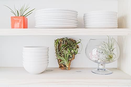 Medium Natural Cork Bark DIY Kit with Four Assorted Air Plants, Glue and Hook - Live Tillandsia Succulent House Plant - Wholesale and Bulk - Home and Garden Decor - Easy Care Indoor and Outdoor Plants - Image 6
