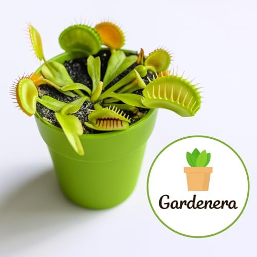 Gardenera Professional Carnivorous Plant Soil - Ready to Use for Venus Flytraps, Sundews, Pitcher Plants, Butterworts | Peat Moss, Coco Coir, Perlite - 20 Quart - Image 3