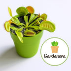Gardenera Sphagnum Moss Potting Mix for Carnivorous Plants - 20 Quart - Moss and Perlite Blend for Potting Venus Fly Traps, Sarracenia, Pitcher Plants (4 Bags of 5QT) - Image 5