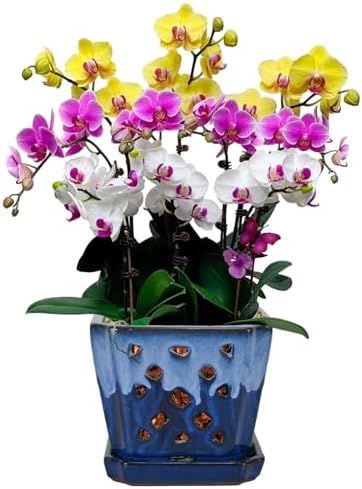 W&W Orchid Pot with Holes and Saucer for Repotting and Better Grow, White and Blue, 7 Inches by WWHomeDecor