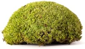 SuperMoss (21891) Topa Moss Preserved | Eco-Friendly Home & Wall Décor for Terrariums, Wedding Tables, Indoor Planters & More, 1564 cu in, Fresh Green - Image 2