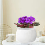 8 inch Self Watering Ceramic African Violet Pot for Indoor Plants - Image 6