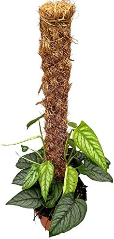 Premium Monstera Siltepecana Matuda Potting Mix - Retains Moisture and Promotes Healthy Root Growth by Gardenera - 5 Quart - Image 6
