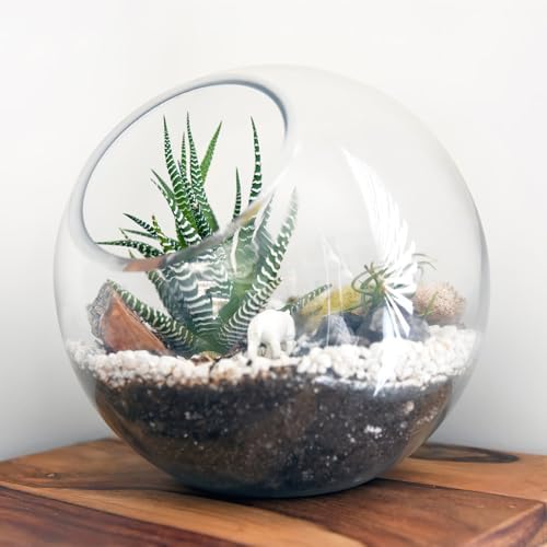 INOOMP 3 Pcs Glass Terrariums for Plants,Plant Terrarium Display Glass Tabletop Succulent Air Plant Planter Globe Microlandschaft House - Image 4