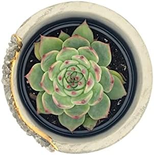 4 Inch Crystal Plant Pot with Saucer - Cement Geode Planter - Concrete Pots for Plants - Modern Succulent Pot Indoor - Unique Air Plant Holder - Candle Holder - Small Plant Home Decor (Smoky Quartz) - Image 7