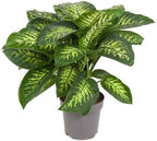 Gardenera Premium DIEFFENBACHIA Potting Soil Mix - Ideal for Growing Robust and Healthy Dieffenbachia - 5 Quart - Image 2