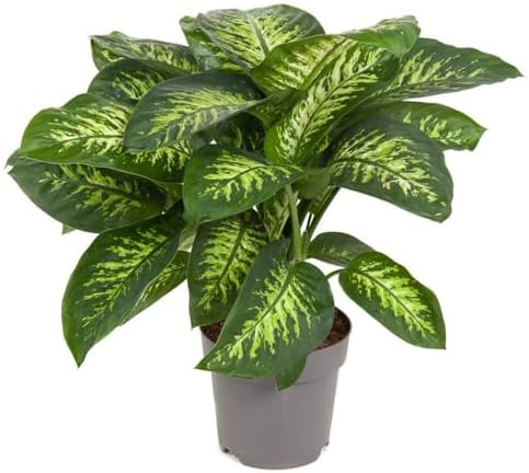 Gardenera Premium Dumb Cane Potting Soil Mix - Ideal Blend for Growing Robust and Healthy Dumb Cane Plants - 5 Quart - Image 2