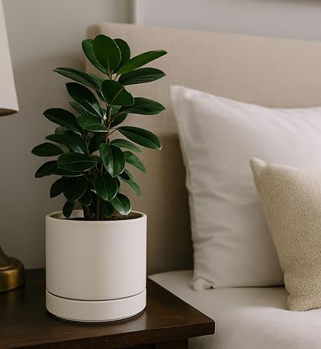 Phoenix Vine 8 Inch Planter Pot with Drainage Hole & Saucer, Deep Water Catch Tray, Straight Cylindrical Round Pot for Plants, Oatmeal, Pack of 2, 23-E-T-2 - Image 5