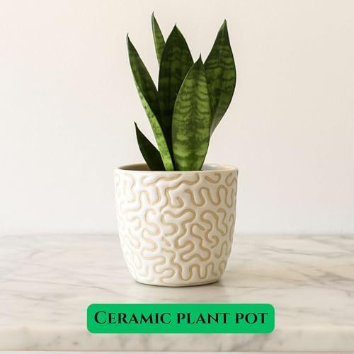 Ceramic Planter Pot with Drainage Hole, Modern Textured Indoor Plant Pot, Decorative Cream Ceramic Planter for Succulents, Herbs & Small Plants, Minimalist Stoneware Flower Pot for Home Decor Set of 2 - Image 4