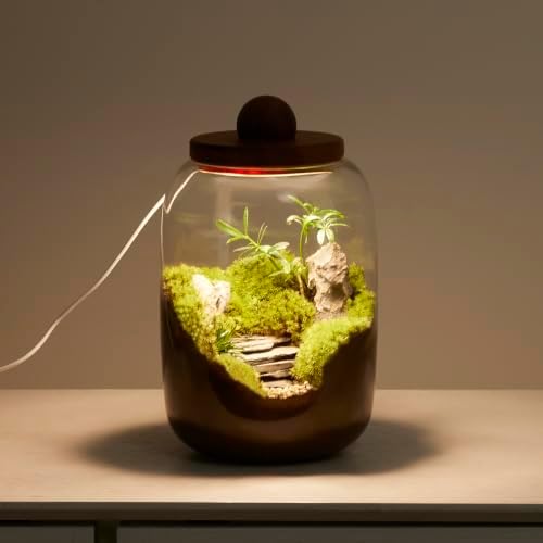 Plant Terrarium with Grow Light: 8.6H+6.3W Glass Terrarium - Image 5