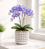 D'vine Dev Orchid Pot, Clear Pot & Saucer, Smoked White, 6.7 in, 28-A-Y-1 - Image 6