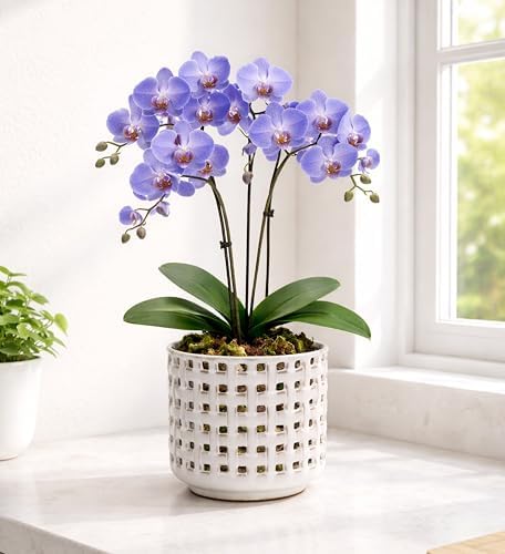 D'vine Dev Orchid Pot, Clear Pot & Saucer, Smoked White, 6.7 in, 28-A-Y-1 - Image 6