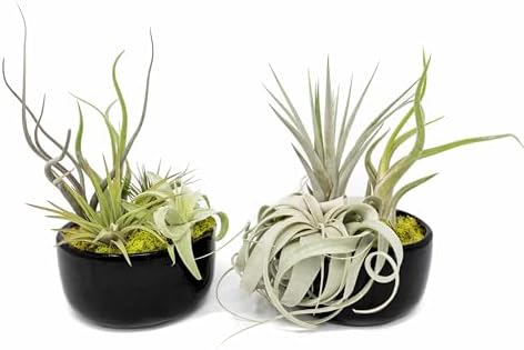 Air Plant Shop Large Assembled Air Plant Bowl Garden - Wholesale and Bulk - Succulents - Live Tillandsia - Easy Care Indoor and Outdoor House Plants (1 Xerographica and 2 Large Air Plants) - Image 3