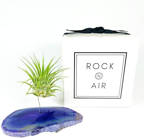 Purple Agate Geode Crystal Air Plant Holder Includes Healthy Air Plant and Rock n Air Gift Box Thoughtful Plant and Crystal Gift for Someone who has Everything - Image 4