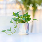 Coco Andrea Ceramic Pots for Plants, 5-Inch Iridescent White, 2-Piece Large - Image 5