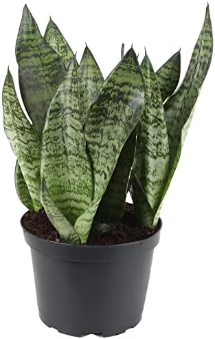 GARDENERA Premium Snake Plant Potting Soil Mix - 20 Quart - Green Sansevieria Trifascatia Zeylanica Plants, Plant or Re-Pot Your Snake Plant (4 Bags of 5 Quart) - Image 2