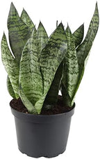 GARDENERA Premium Snake Plant Potting Soil Mix - 20 Quart - Green Sansevieria Trifascatia Zeylanica Plants, Plant or Re-Pot Your Snake Plant (4 Bags of 5 Quart) - Image 2