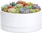 D'vine Dev 10 in Shallow Round Succulent Planter, White, 76-Z-A-2 by DvineDevPlanterPotsandStand