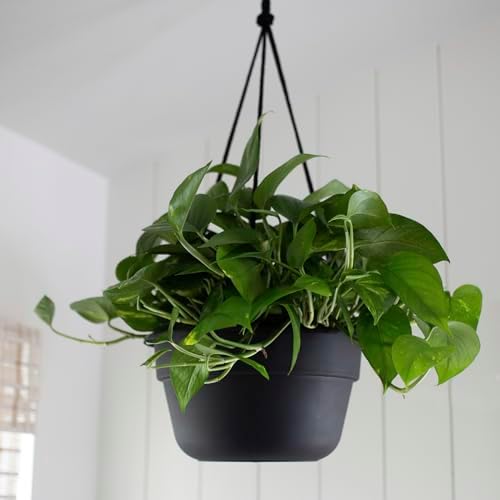 Bloem Dura Cotta 12" Plastic Hanging Basket Planter, Black, 4-Pack - Image 2
