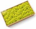 Preserved Reindeer Moss, 17.64oz -Fruit Green by Cigarlemon