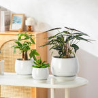 vancasso 3-Pack Ceramic Plant Pots, 3.7/4.8/6.2 Inch Indoor Planters with Saucers & Drainage Hole Planter pots for Indoor Plants and Flower, White - Image 6