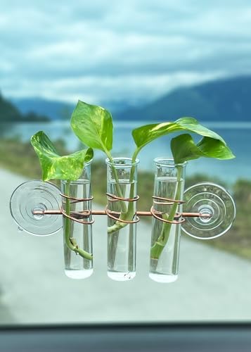 3 Lily Window Plant Propagator- Window Propagation Station with Removable Glass Test Tubes for Indoor Clippings, Cut Flowers, Herbs, Succulents | Home Decor | Plant Lover Gift (3 Lily) - Image 6