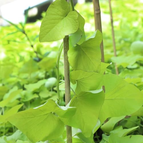 Natural Bamboo Plant Stake（3FT 50Pcs） Sturdy Bamboo Poles, Durable Plant Bamboo Stake, Garden Climbing Plant Bracket. - Image 4