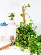 Envelor Coco Moss Poles Plant Support Stakes Coco Plant Stake Pothos Coir Totem Pole Monstera Moss Pole Climbing Plant Support Potted Plant Upward Growth Vine Stackable Coco Sticks, 24 inches, 12 Pack - Image 6