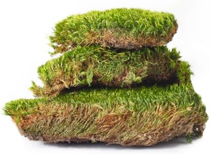 Super Moss Mood Moss Preserved Natural Green 1200cuin, Fresh Green, 200 in3 Bag (Appx. 8oz) (21539) (Pack of 2) - Image 4