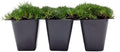 3 Irish Moss – Soft Evergreen Mossy Groundcover with White Spring Flowers for Rock Gardens & Pathways (Sagina subulata) in 2.5″ Cubes, Live Plants by CitronellaKing