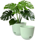 Plant Pots 10 Inch Green Color Self Watering Pots, Set of 2 Plastic Planters with Drainage Holes and Saucers,Plastic Flower Pots,Nursery Planting Pot for Indoor Out Door Plants by TINGMEIBESTLY