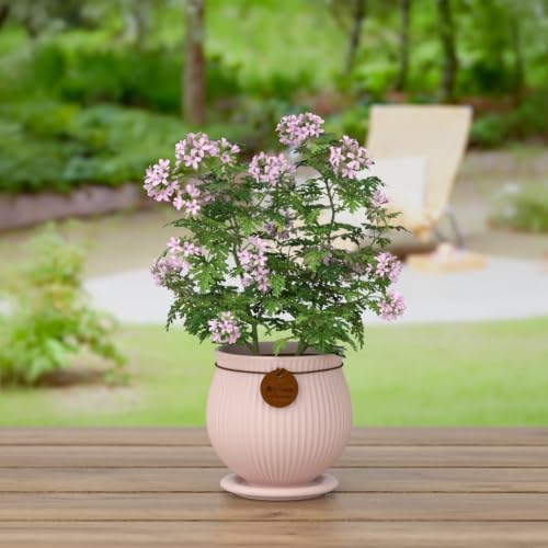 8.3 Inch Pink Ceramic Planter with Drainage Hole and Saucer - Image 6